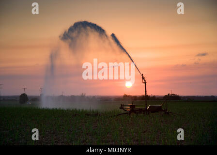 Irrigazione di canna da zucchero al tramonto, Bundaberg Queensland Australia Foto Stock