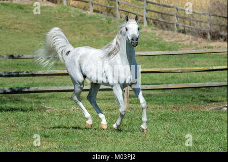 Horse Running in campo estivo con il contrassegno sollevata la coda in vista frontale, un bellissimo bianco stallone arabo. Foto Stock