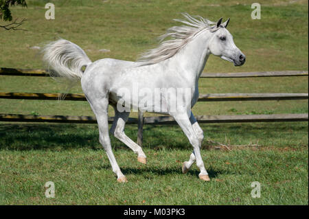 Horse Running con la criniera battenti in vista laterale, un bellissimo bianco stallone arabo. Foto Stock