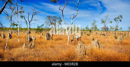 Termite tumuli, Golfo savana del Queensland del Nord, Australia. Foto Stock