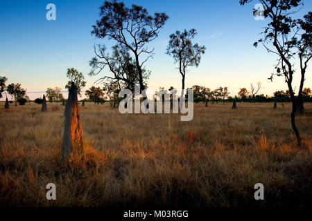 Termite tumuli, North Queensland Foto Stock