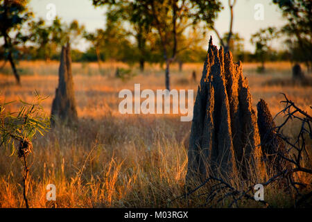 Termite tumuli, North Queensland Foto Stock