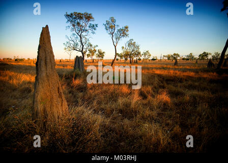 Termite tumuli, North Queensland Foto Stock