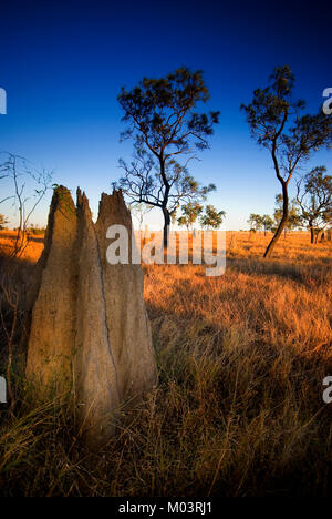 Termite tumuli, North Queensland Foto Stock