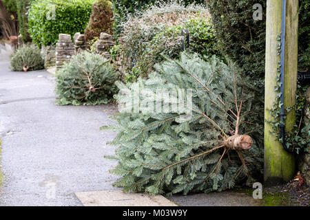 Bristol REGNO UNITO, giovedì 18 gennaio, 2018. Il Natale è veramente bene e su come una fila di famiglia alberi di Natale la linea la strada al primo, autorità locali, " verde " raccolta rifiuti giorno del nuovo anno. Credito: Stephen Hyde/Alamy Live News Foto Stock