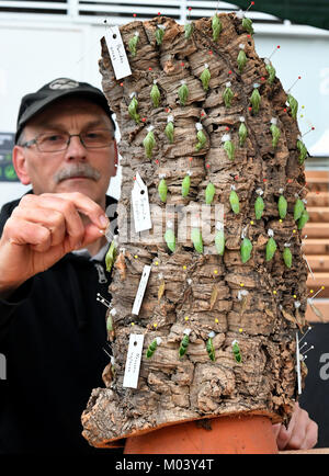 Hannover, Germania. 16 gennaio, 2018. Butterfly bozzoli vengono disposti sulla corteccia di albero dal giardiniere Dietmar Borchers al Tropenschauhaus dei giardini Herrenahausen ad Hannover, Germania, 16 gennaio 2018. Dal 26 gennaio al 18 marzo 2018 oltre 1000 farfalle provenienti da 60 differenti specie sarà presentato sotto il titolo 'Gaukler der Tropen' (lit. "Giullari dei tropici'). Credito: Holger Hollemann/dpa/Alamy Live News Foto Stock