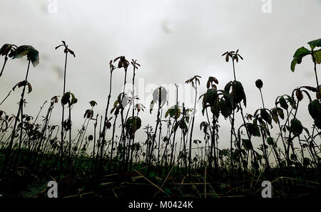 Davenport, Iowa, USA. 30 apr, 2016. Ghiande piantate lo scorso anno stanno crescendo a vivere terre acque & nursery, parte dei milioni di alberi, progetto in Davenport Iowa Sabato 30 Aprile, 2016. Credito: Jeff Cook/Quad-City volte/ZUMA filo/Alamy Live News Foto Stock