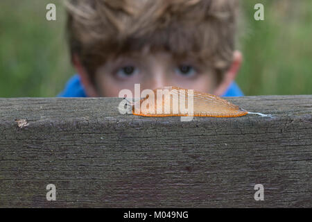 Nero, europeo (Slug Arion ater) Foto Stock