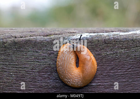 Nero, europeo (Slug Arion ater) Foto Stock