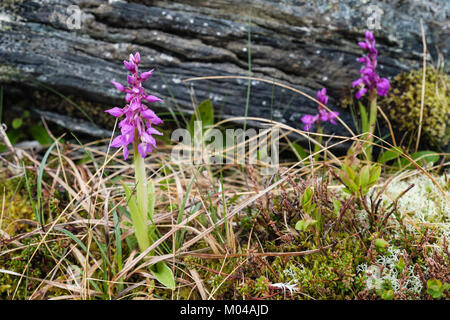 Early-orchidea viola (Orchis mascula) picchi di fiori che crescono in Trollfjell Geoparco tundra vegetazione in estate. Vega Isola, Norvegia e Scandinavia Foto Stock