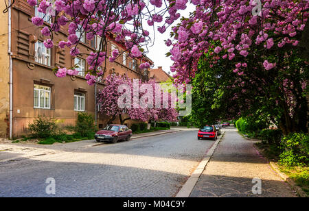 Uzhgorod, Ucraina - 26 Aprile 2015: strade di Uzhgorod in fiore di ciliegio. bella primavera sfondo sulla mattina di sole Foto Stock