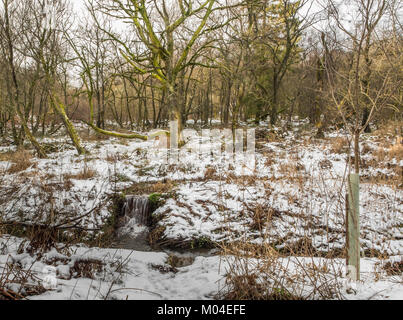 L'immagine di un inverno sceen un piccolo masterizza e alcune strane alberi morenti in contrasto per la rigenerazione e la piantagione di un nuovo albero del ri Foto Stock