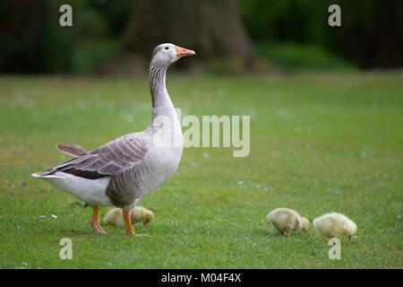 Graylag goose (Anser anser) con i suoi giovani sulle rive del fiume Tamigi a Abingdon Foto Stock