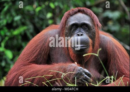 Close up ritratto di Bornean orangutan nella natura selvaggia. Central Bornean orangutan ( Pongo pygmaeus wurmbii ) in habitat naturali. Rainfores tropicale Foto Stock