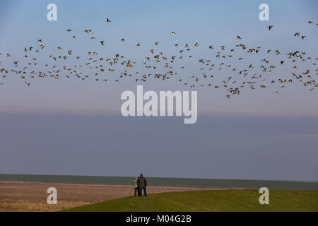 Le saline, marsh paesaggio sul mare del Nord dyke vicino Greetsiel, Frisia orientale, Germania, Bassa Sassonia, Oche facciabianca, stormo di uccelli, Foto Stock