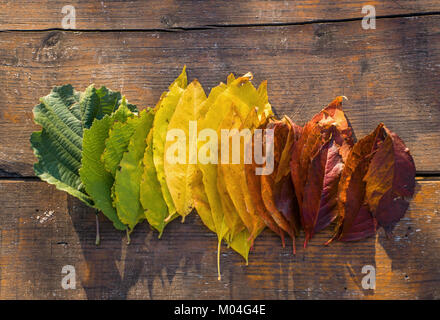 Autunno rainbow leafs Foto Stock