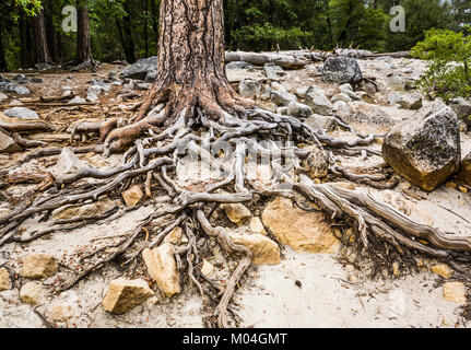 Esposte le radici di un albero in Yosemite Valley sotto Halfdome. Yosemit National Park, California, Stati Uniti d'America. Foto Stock