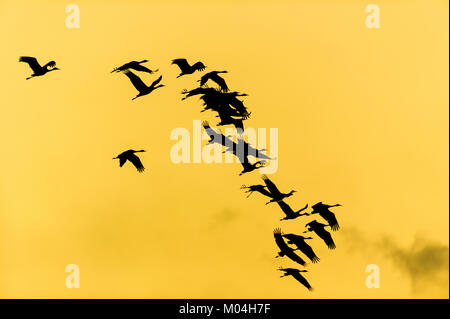 Minor Sandhill gru (Grus canadensis) in volo al tramonto. Platte River, NE, STATI UNITI D'AMERICA, Marzo, Dominique Braud/Dembinsky Foto Assoc Foto Stock