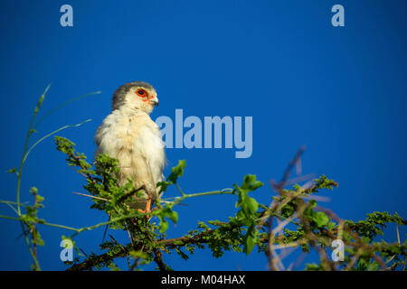 Nana africana Falcon (Polihierax semitorquatus) appollaiato in un albero nel Samburu riserva nazionale, Kenya Foto Stock