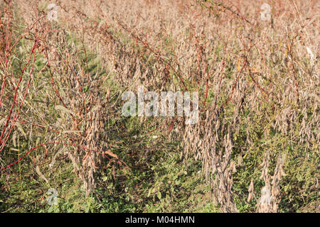 I fagioli di soia campo appena prima del raccolto, Tsuruoka City, prefettura di Yamagata, Giappone Foto Stock