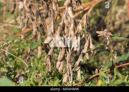 I fagioli di soia campo appena prima del raccolto, Tsuruoka City, prefettura di Yamagata, Giappone Foto Stock