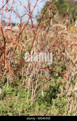 I fagioli di soia campo appena prima del raccolto, Tsuruoka City, prefettura di Yamagata, Giappone Foto Stock