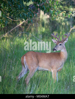 Capriolo coda bianca (Odocoileus virginianus) con palchi di velluto in una foresta ripariana Balsam Pioppo Foto Stock