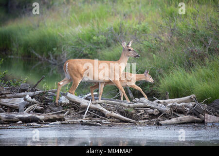 Cervi dalla coda bianca e il suo fawn (Odocoileus virginianus) attraversano il ruscello sulla diga del castoro in un santuario faunistico Foto Stock