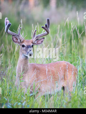 White-tailed deer buck (Odocoileus virginianus) con corna di velluto in Prato Foto Stock