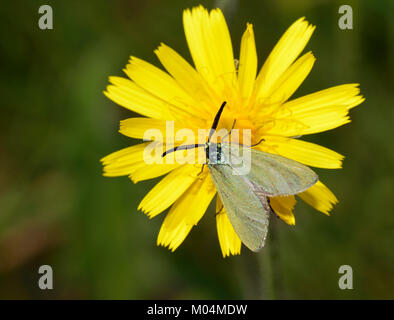 Forester comune - Procris statices falena sul fiore giallo Foto Stock