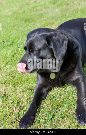 Il labrador nero cane sdraiato e leccare il suo naso con una linguetta Foto Stock