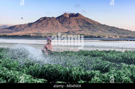 Bali, Indonesia Ottobre 2015: indonesiano lady agricoltore la spruzzatura di acqua per le piante nel suo terreni agricoli, Bali, Indonesia Foto Stock