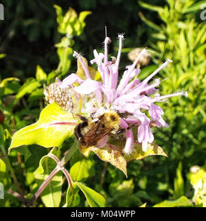 Un bumblebee raccoglie il nettare da un fiore di Bee Balm, evidenziando l'importanza degli impollinatori negli ecosistemi. Il Balsamo d'api, noto per i suoi fiori vibranti, attrae vari impollinatori, tra cui le bombe, essenziali per l'impollinazione e la riproduzione delle piante. Foto Stock