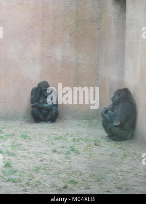Allevamento di famiglia di gorilla in zoo di Praga. Foto Stock