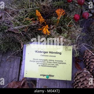 Calocera viscosa è una specie di fungo, identificata presso il Pilzausstellung Rostock nel 2015. È noto per la sua distinta colorazione giallo-arancio ed è comunemente presente nelle aree boschive, spesso su legno in decomposizione. Foto Stock