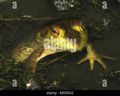 Il Bullfrog (Rana catesbeiana) è una specie di rana originaria del Nord America. Conosciuta per il suo caratteristico croak profondo, la specie si trova comunemente in stagni, laghi e zone umide. Foto Stock