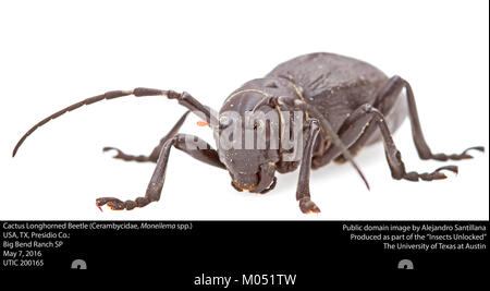 Cactus Longhorned Beetle (Cerambycidae, Moneilema spp.) (26874244171) Foto Stock