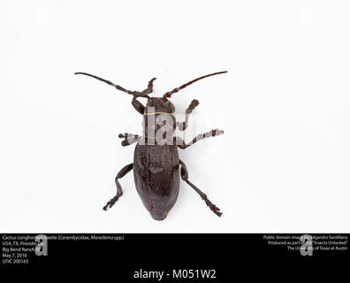 Cactus Longhorned Beetle (Cerambycidae, Moneilema spp.) (26336738024) Foto Stock