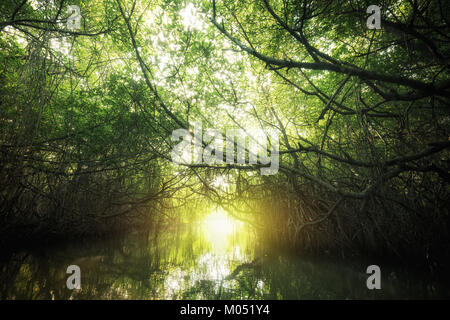 Bellezza surreale della giungla paesaggio con fiume Tropicale e Mangrovie foresta di pioggia illuminata da sun. Sri Lanka natura e destinazioni di viaggio Foto Stock