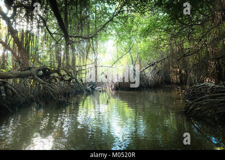 Bellezza surreale della giungla paesaggio con fiume Tropicale e Mangrovie foresta di pioggia illuminata da sun. Sri Lanka natura e destinazioni di viaggio Foto Stock