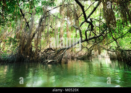 Bellezza surreale della giungla paesaggio con fiume Tropicale e Mangrovie foresta di pioggia illuminata da sun. Sri Lanka natura e destinazioni di viaggio Foto Stock