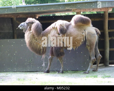 Camelus bactrianus, o cammello battriano, è un grande mammifero addomesticato originario delle steppe dell'Asia centrale. Conosciuto per le sue due gobbe, è adatto alla vita in ambienti aridi ed è utilizzato come animale da imballaggio nelle regioni desertiche. Foto Stock