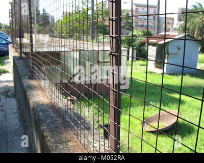 Campo Sperimentale della Stazione Sperimentale Industrie Essenze e Derivati Agrumi (SSE) - Reggio Calabria, Italia - 7 Ottobre 2009 - (3) Foto Stock