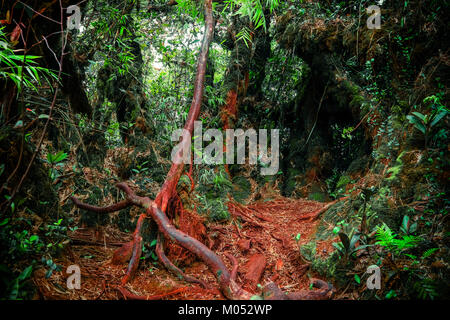 Colori surreali della fantasia paesaggio mistico al tropical forest di muschio con sorprendente giungla piante. Concetto di natura misteriosa e fiaba backgro Foto Stock