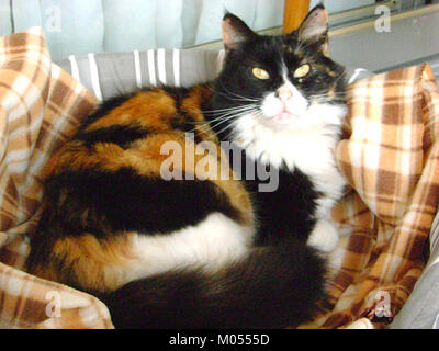 Un gatto calico è un gatto domestico caratterizzato dal suo motivo a tre colori, spesso costituito da macchie bianche, nere e arancioni o marroni. È conosciuta per il suo cappotto vibrante ed è una razza popolare in molte culture. Foto Stock