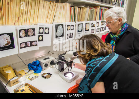 Il Burke Museum Tour offre un'esplorazione completa della storia culturale e naturale. Situato a Seattle, ospita diverse mostre relative all'antropologia, all'archeologia e alle scienze naturali. Foto Stock