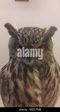 Una fotografia di un gufo eurasiatico (bubo bubo) in mostra al Museo di storia naturale di Vienna, Austria, scattata il 22 aprile 2017, che mette in evidenza le caratteristiche peculiari della specie. Foto Stock