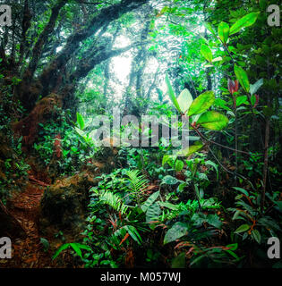 Colori surreali della fantasia paesaggio mistico al tropical forest di muschio con sorprendente giungla piante. Concetto di natura misteriosa e fiaba Foto Stock