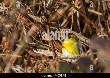 Lucherino o Carduelis spinus profondo maschio in marrone brambles contrastante con il suo colore giallo brillante piumaggio di colore verde pallido e del ventre nero crown" bib e lunga di bill. Foto Stock