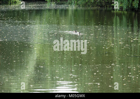 Questa fotografia, scattata il 21 giugno 2005, cattura i panoramici laghi di Broad Colney. L'immagine riflette la bellezza naturale dei laghi e del paesaggio circostante, offrendo uno scorcio dell'ambiente tranquillo della zona. Foto Stock
